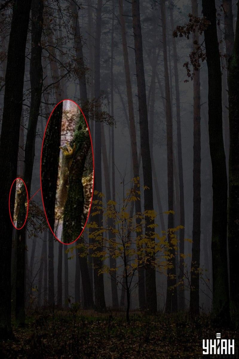 Pouze 2 % lidí dokáží najít veverku v lese za 12 sekund: úžasný optický klam