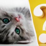 Kočku na dvoře za 10 sekund spatří jen lidé s